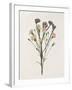 Organic Floral III-Natalie Carpentieri-Framed Art Print