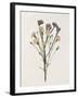 Organic Floral III-Natalie Carpentieri-Framed Art Print