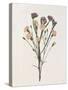 Organic Floral III-Natalie Carpentieri-Stretched Canvas