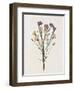 Organic Floral III-Natalie Carpentieri-Framed Art Print