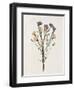 Organic Floral III-Natalie Carpentieri-Framed Art Print