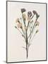 Organic Floral III-Natalie Carpentieri-Mounted Art Print