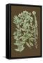 Organic Greenery I-Johann Wilhelm Weinmann-Framed Stretched Canvas