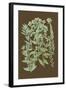 Organic Greenery I-Johann Wilhelm Weinmann-Framed Art Print