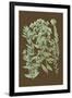 Organic Greenery I-Johann Wilhelm Weinmann-Framed Art Print