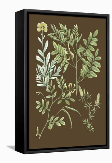 Organic Greenery II-Johann Wilhelm Weinmann-Framed Stretched Canvas