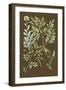 Organic Greenery II-Johann Wilhelm Weinmann-Framed Art Print