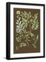 Organic Greenery II-Johann Wilhelm Weinmann-Framed Art Print