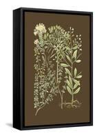 Organic Greenery III-Johann Wilhelm Weinmann-Framed Stretched Canvas