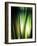 Organic I-Andrew Michaels-Framed Photographic Print