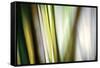 Organic II-Andrew Michaels-Framed Stretched Canvas