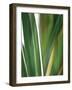 Organic IV-Andrew Michaels-Framed Photographic Print