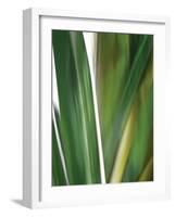 Organic IV-Andrew Michaels-Framed Photographic Print