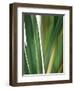 Organic IV-Andrew Michaels-Framed Photographic Print