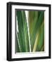 Organic IV-Andrew Michaels-Framed Photographic Print