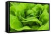 Organic Lettuce in a Green House, Savannah, Georgia, USA-Joanne Wells-Framed Stretched Canvas