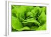 Organic Lettuce in a Green House, Savannah, Georgia, USA-Joanne Wells-Framed Photographic Print