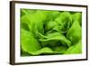 Organic Lettuce in a Green House, Savannah, Georgia, USA-Joanne Wells-Framed Photographic Print