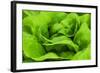 Organic Lettuce in a Green House, Savannah, Georgia, USA-Joanne Wells-Framed Photographic Print