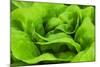 Organic Lettuce in a Green House, Savannah, Georgia, USA-Joanne Wells-Mounted Photographic Print