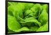 Organic Lettuce in a Green House, Savannah, Georgia, USA-Joanne Wells-Framed Photographic Print