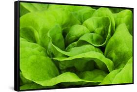 Organic Lettuce in a Green House, Savannah, Georgia, USA-Joanne Wells-Framed Stretched Canvas