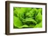 Organic Lettuce in a Green House, Savannah, Georgia, USA-Joanne Wells-Framed Premium Photographic Print