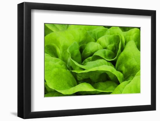 Organic Lettuce in a Green House, Savannah, Georgia, USA-Joanne Wells-Framed Premium Photographic Print