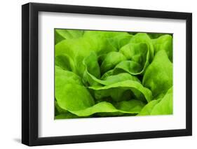 Organic Lettuce in a Green House, Savannah, Georgia, USA-Joanne Wells-Framed Premium Photographic Print