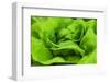 Organic Lettuce in a Green House, Savannah, Georgia, USA-Joanne Wells-Framed Premium Photographic Print