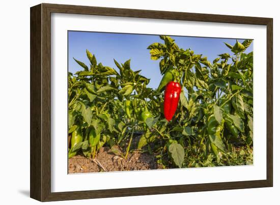 Organic red pepper farm, Marmara region, Turkey.-Ali Kabas-Framed Photographic Print