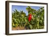 Organic red pepper farm, Marmara region, Turkey.-Ali Kabas-Framed Photographic Print