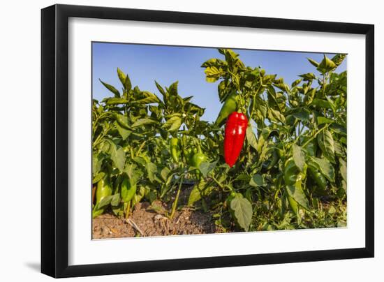 Organic red pepper farm, Marmara region, Turkey.-Ali Kabas-Framed Photographic Print