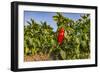 Organic red pepper farm, Marmara region, Turkey.-Ali Kabas-Framed Photographic Print