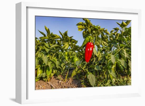 Organic red pepper farm, Marmara region, Turkey.-Ali Kabas-Framed Photographic Print