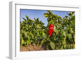 Organic red pepper farm, Marmara region, Turkey.-Ali Kabas-Framed Photographic Print