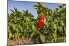 Organic red pepper farm, Marmara region, Turkey.-Ali Kabas-Mounted Photographic Print