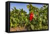 Organic red pepper farm, Marmara region, Turkey.-Ali Kabas-Framed Stretched Canvas