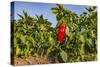 Organic red pepper farm, Marmara region, Turkey.-Ali Kabas-Stretched Canvas