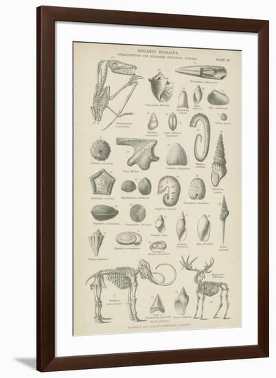 Organic Remains-null-Framed Giclee Print