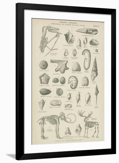 Organic Remains-null-Framed Giclee Print