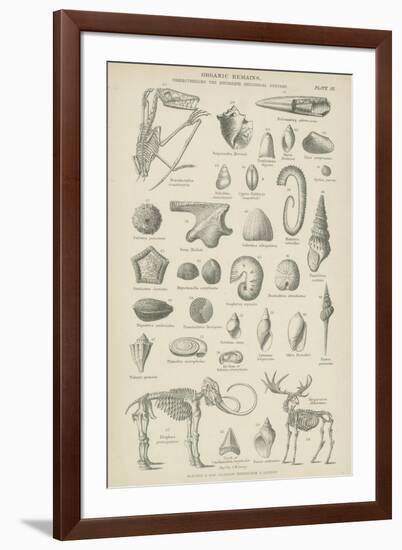 Organic Remains-null-Framed Giclee Print