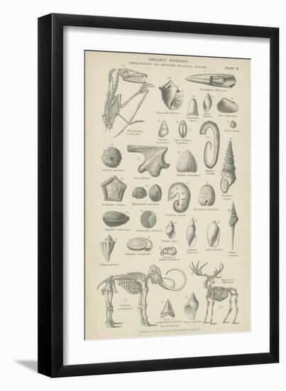 Organic Remains-null-Framed Giclee Print