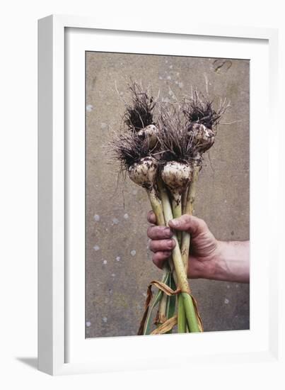 Organic Serpent Garlic-Maxine Adcock-Framed Photographic Print