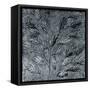 Organic Silver VI-Liz Jardine-Framed Stretched Canvas