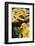 Organic Squash at a Farmer's Market in Savannah, Savannah, Georgia, USA-Joanne Wells-Framed Photographic Print