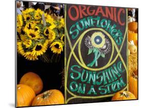 Organic Sunflowers and Pumpkins, Ferry Building Farmer's Market, San Francisco, California, USA-Inger Hogstrom-Mounted Premium Photographic Print