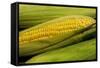 Organic, Sweet Corn-null-Framed Stretched Canvas