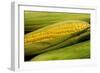 Organic, Sweet Corn-null-Framed Photo