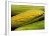 Organic, Sweet Corn-null-Framed Photo